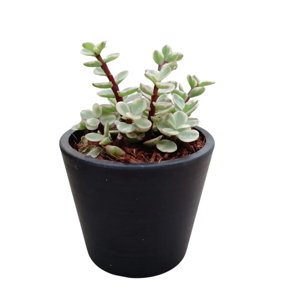 Crassula va. with Pot 11T10 Black