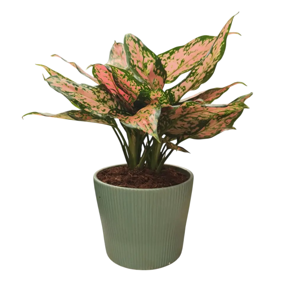 Aglaonema red valentine 5" with Pot Emo Green