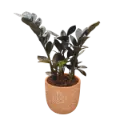 Black zamia 5" with Pot Cer. Leaf A580 Orange