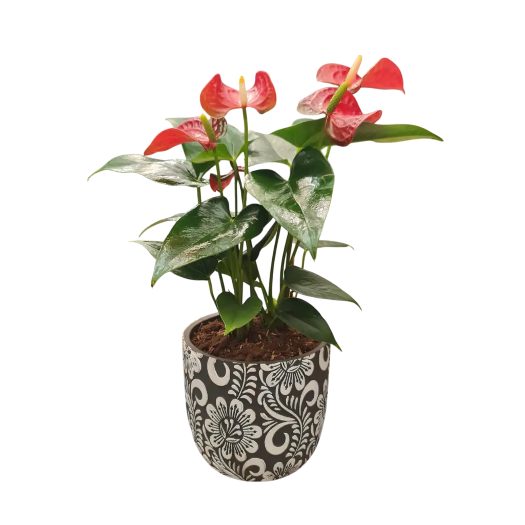 Anthurium Red 4" with Pot Floral A578 Black