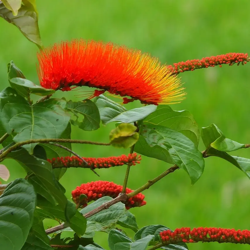 Monkey brush, Combretum rotundifolium