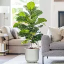 पॉट न्यूपॉट