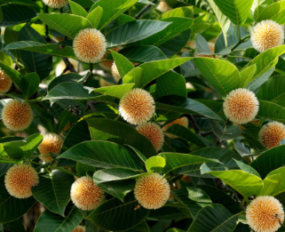 कदम्ब, निओलामार्किया कदम्बा