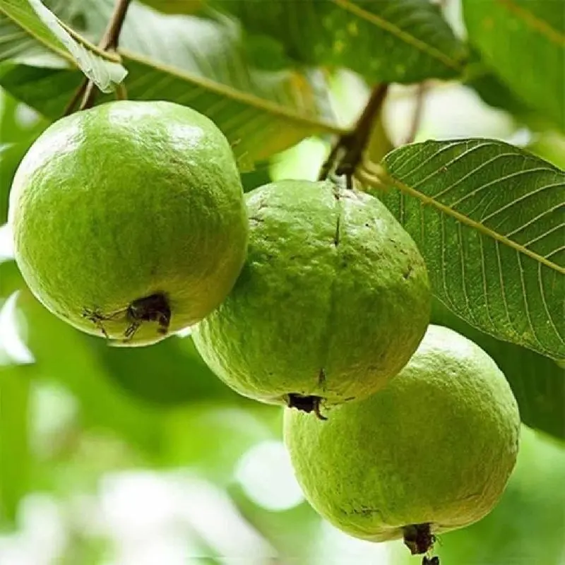 Guava,Taiwan Pink, Psidium guajava