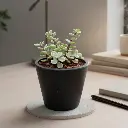 Crassula va. with Pot 11T10 Black