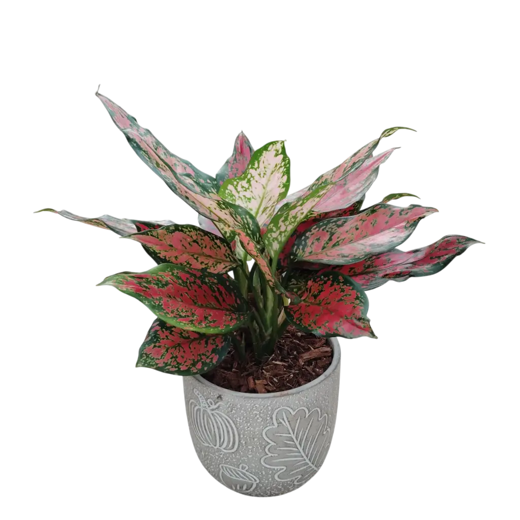 Green zamia 6" with Pot Terracotta Kornet 4.5"