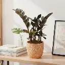 Black zamia 5" with Pot Cer. Leaf A580 Orange