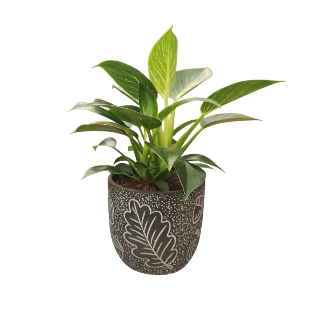 Philodendron Birkin with Pot Leaf A580 Black