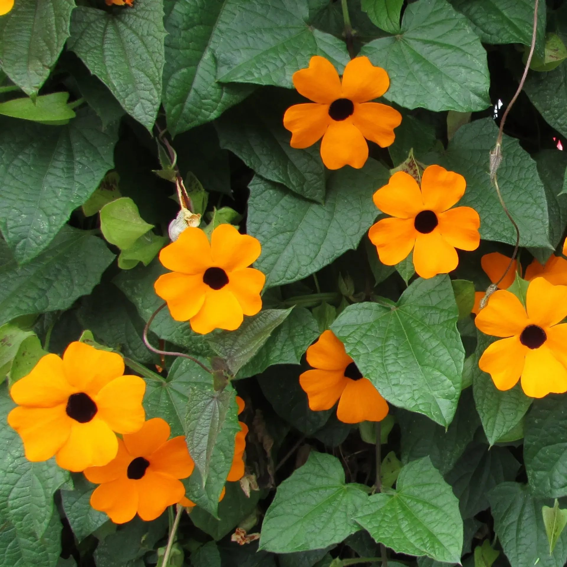  Thunbergia Alata Blck Eye Susan vine