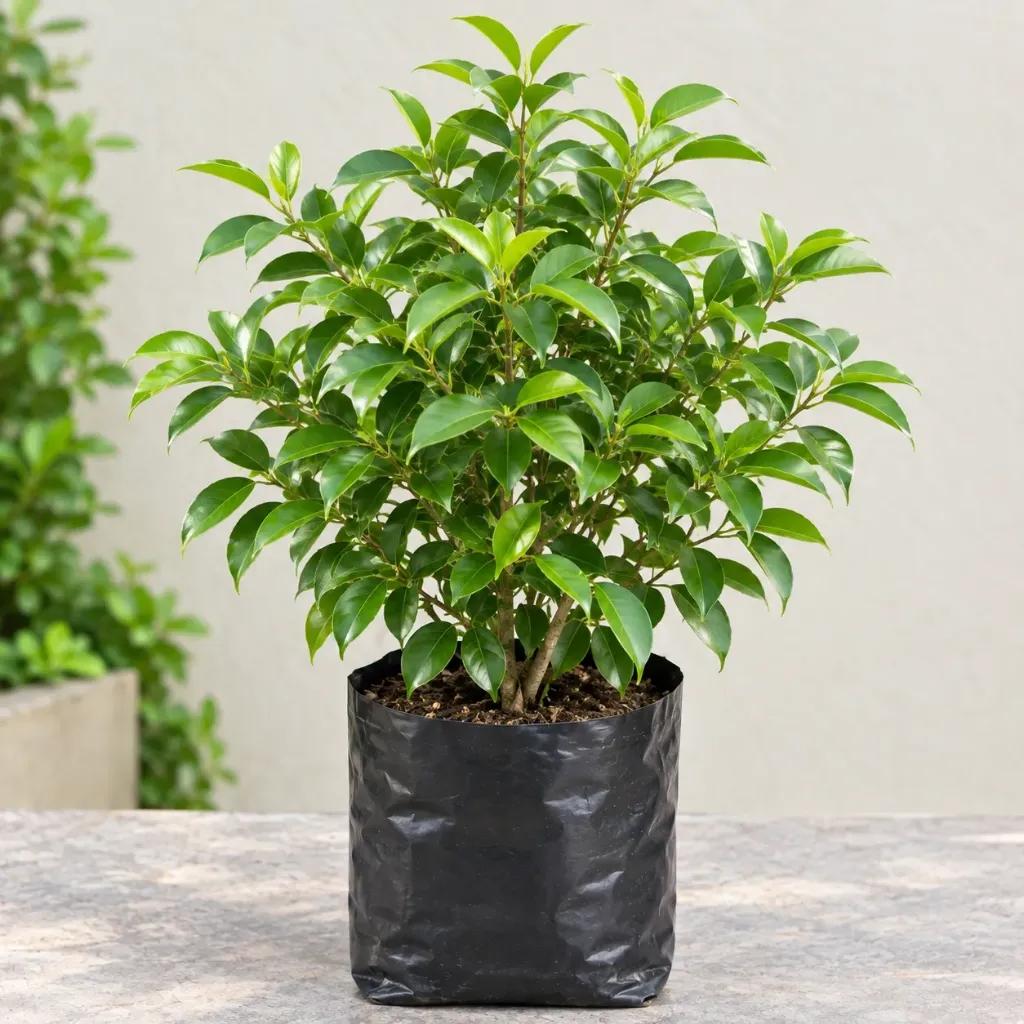 Ficus Panda, Ficus benjamina panda