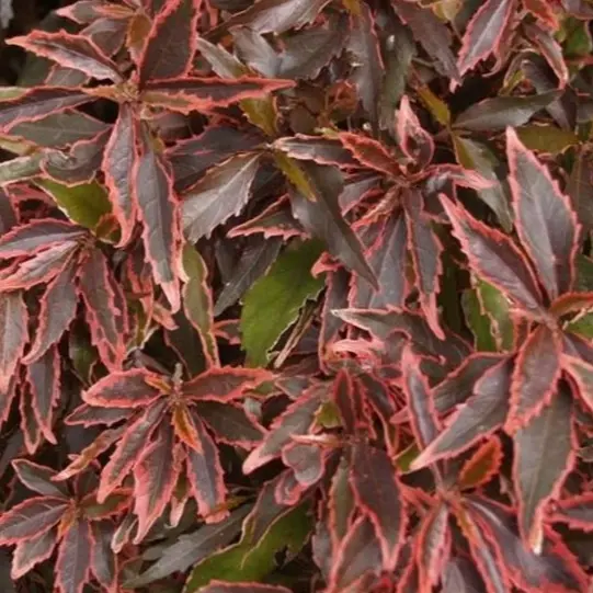 Acalypha godseffiana (Polybag # 8x10, 2.9L, 6'' ht)