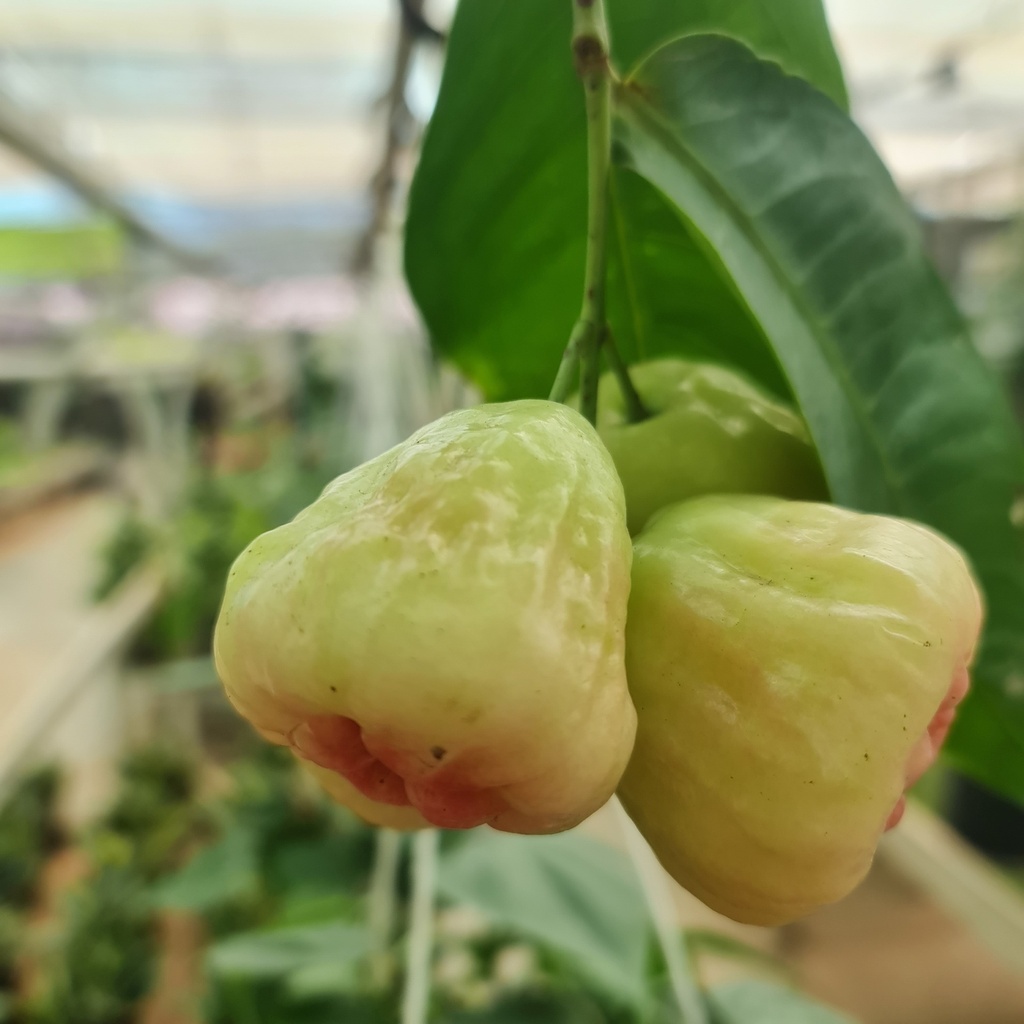 [PLFT SYMA BG 1012 5.6L H030] जाम, सिजीजियम मलॅक्केन्स (पॉलीबैग: 10x12, 5.6L, 12'')