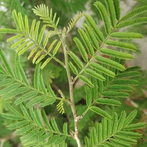 शमी, प्रोसोपिस सिनेरेरिया