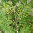 Shami, Prosopis cineraria
