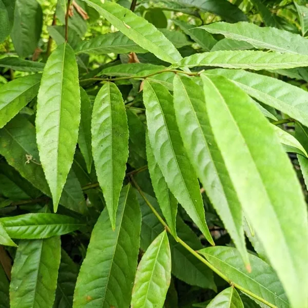 Rudraksha, Elaeocarpus Ganitrus (Polybag # 8x10, 2.9L, 2' ht)
