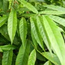 Rudraksha, Elaeocarpus Ganitrus