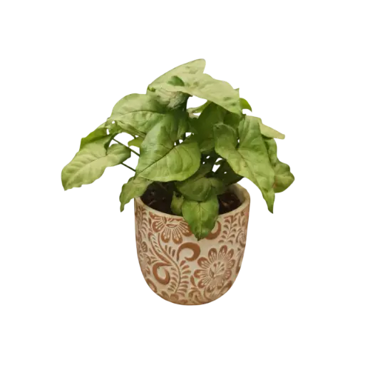 Syngonium Bronze with Pot Floral A578 Earth Tone