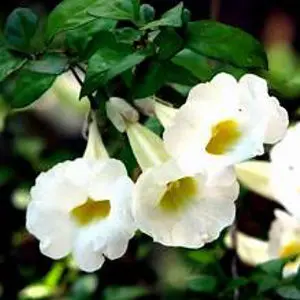 [PLWS THER BG 0810 3.9L H030]  Thunbergia erecta Alba