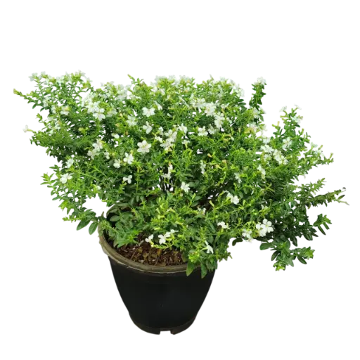 [PLWS CUAL PT 0015 2.2L H012] Cuphea hyssopifolia alba